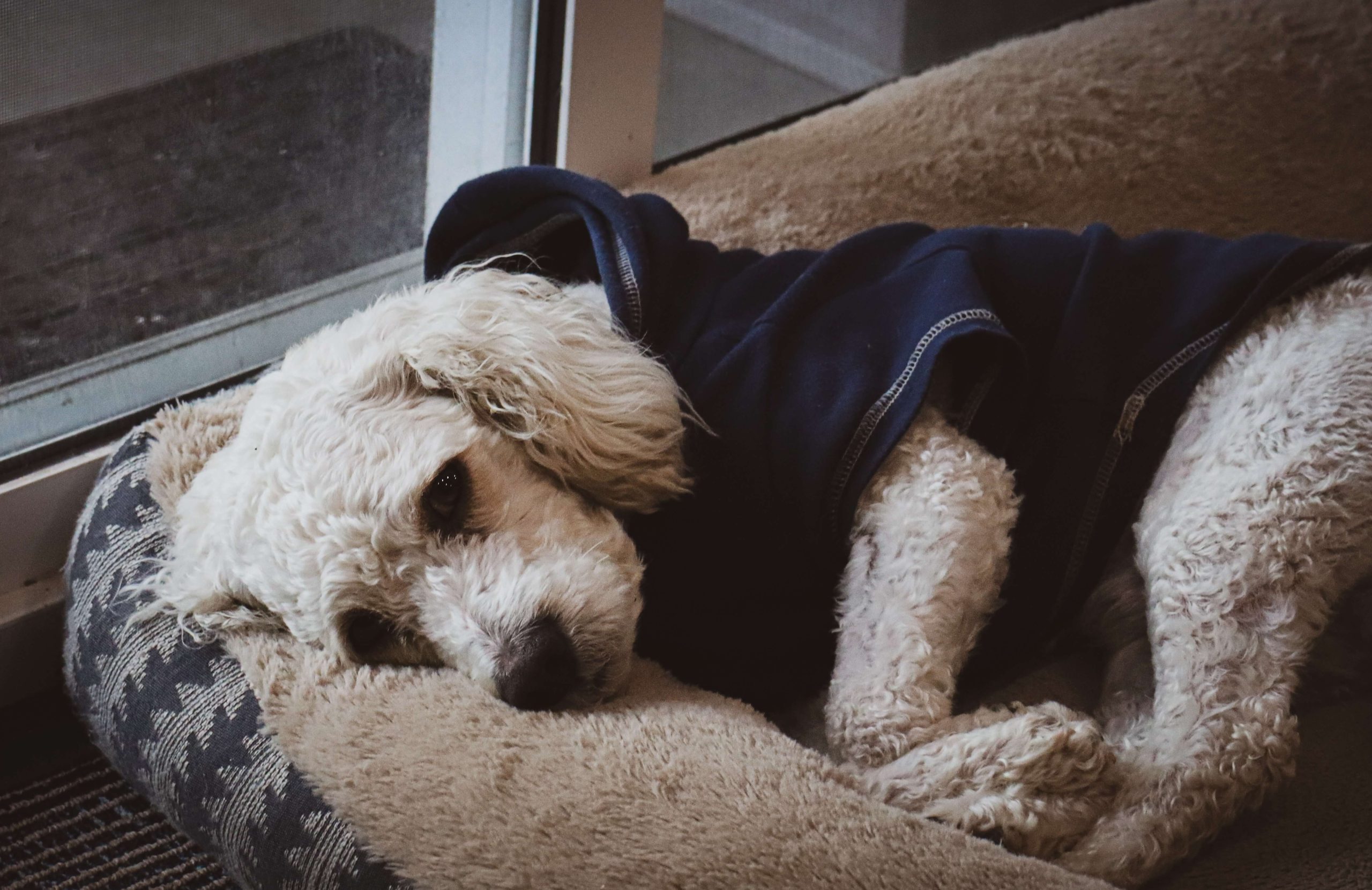 Stunning Warmth Tips For Dogs In Rainy Days image
