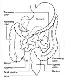 Colon-rectum.jpg