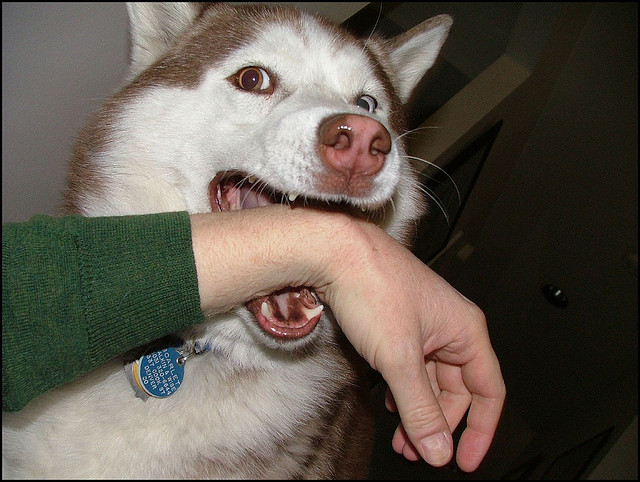 Dog Bite Prevention
