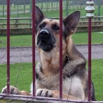 Angry_German_Shepherd_glaring_through_the_fence