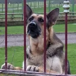 Angry_German_Shepherd_glaring_through_the_fence