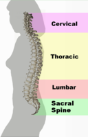 Functional Outcomes in Spinal Cord Injuries