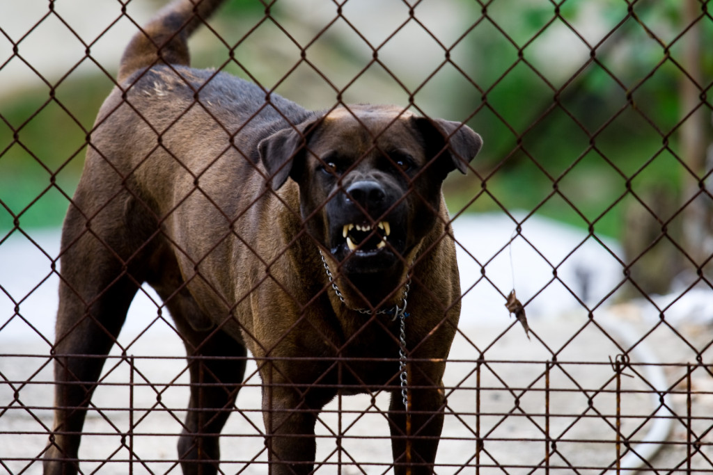 Elk Grove Dog Bite Claims