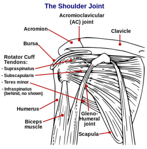Shoulder_joint.svg