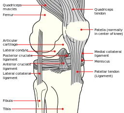 http://www.sacramentoinjuryattorneysblog.com/files/2015/07/256px-Knee_diagram.svg_.png