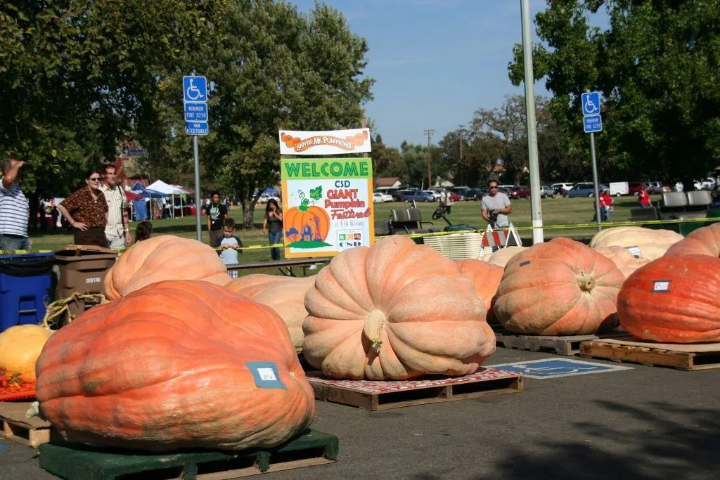 elk grove pumpkin festival 2016