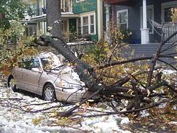 Midtown Tree Crushes Car