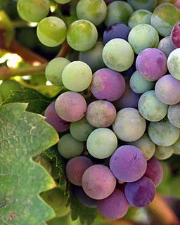 Grape Picking Season Carriers Hidden Dangers