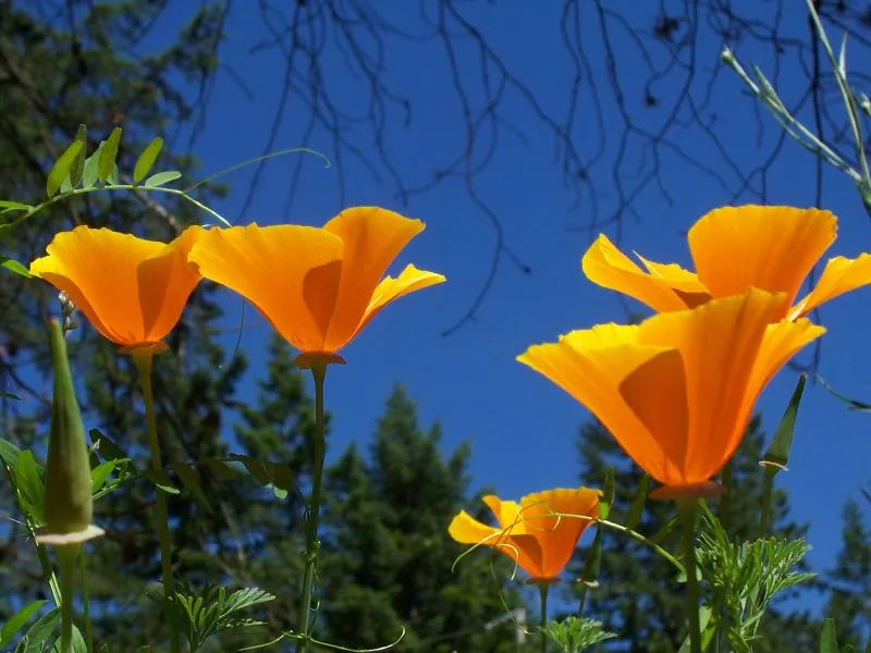 Group_of_California_Poppy