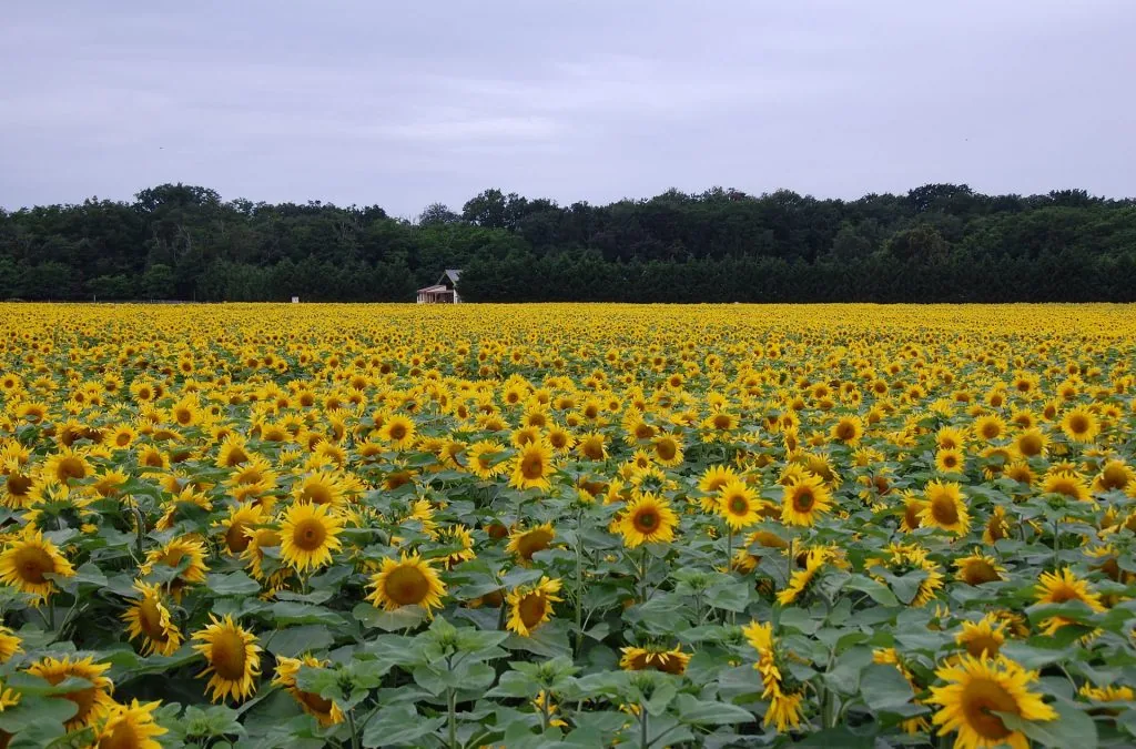 Field_of_sunflowers-1024x675