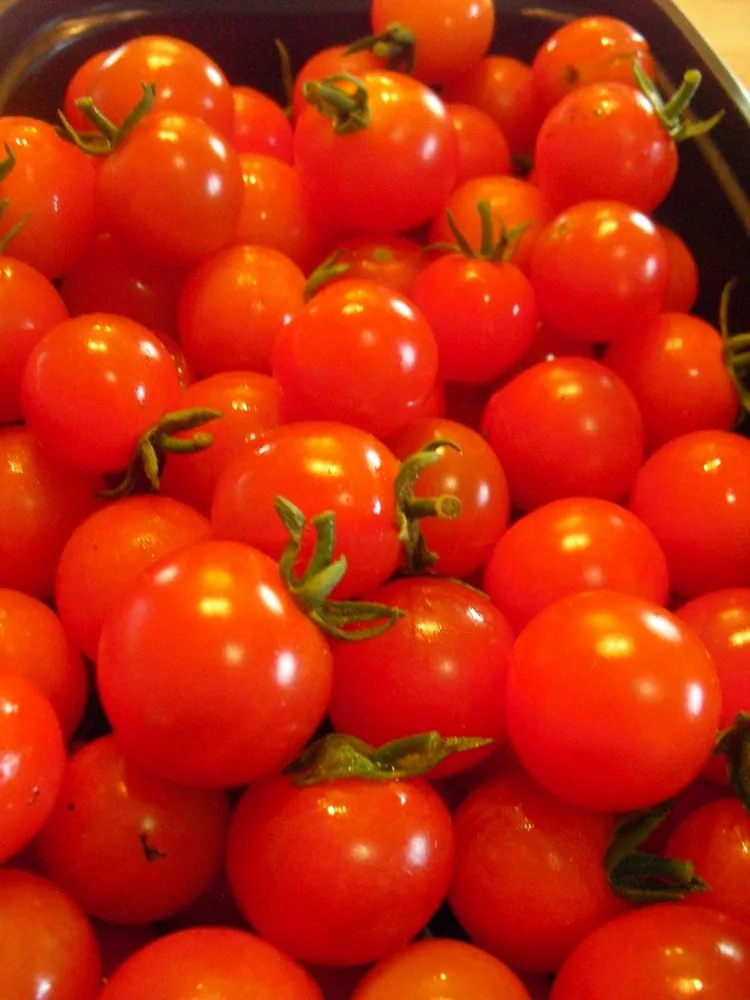 Put the Fairfield Tomato Festival on Calendar!