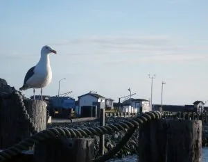 Citizens_Dock_Crescent_City_CA-300x233