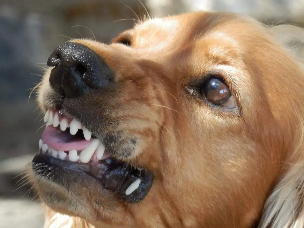 Dog Bite Claims in California