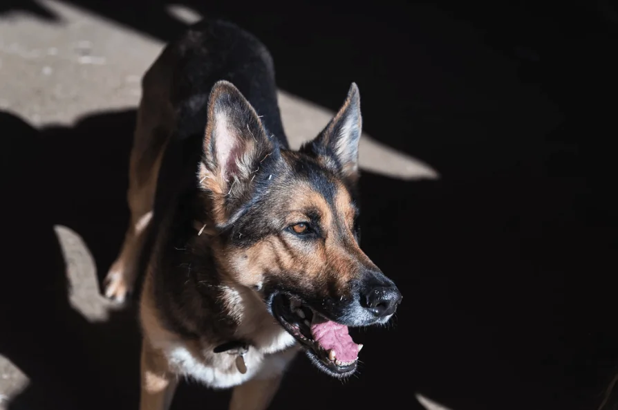 FAQ for Dog Bites Injuries