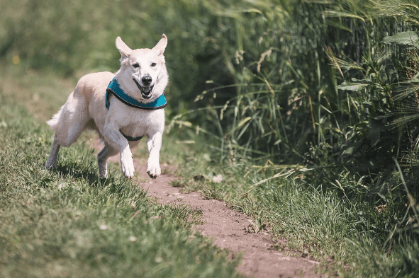 Correcting Problematic Behavior in Dogs