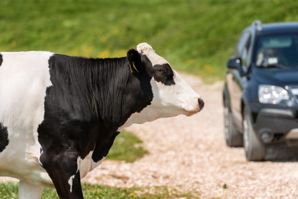 livestock accident
