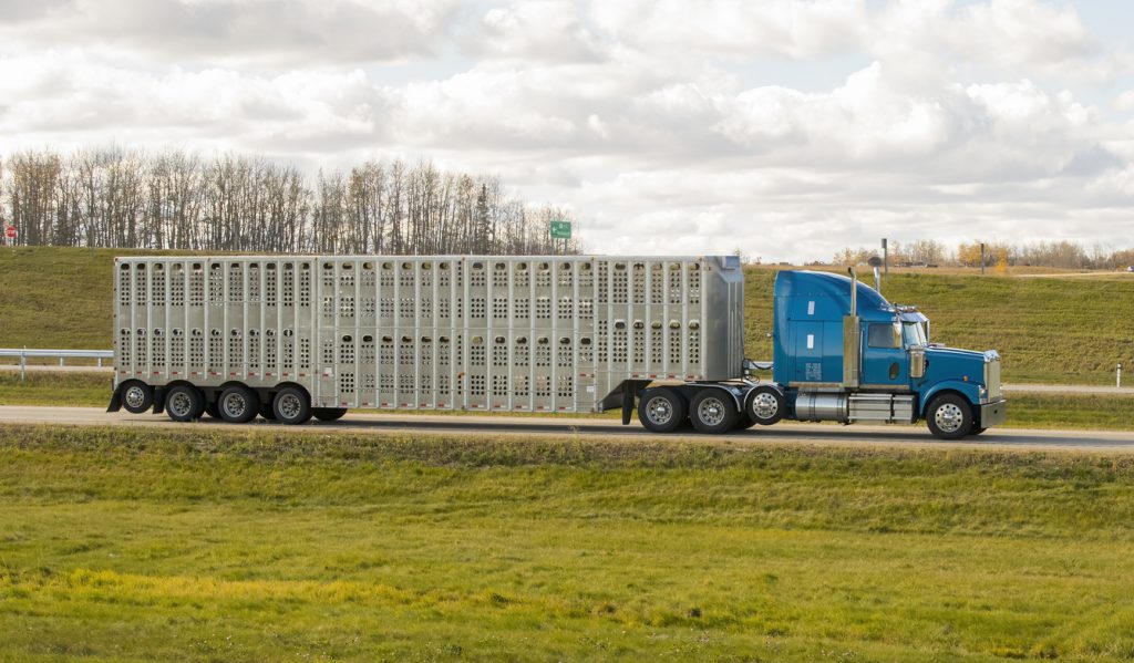 livestock truck
