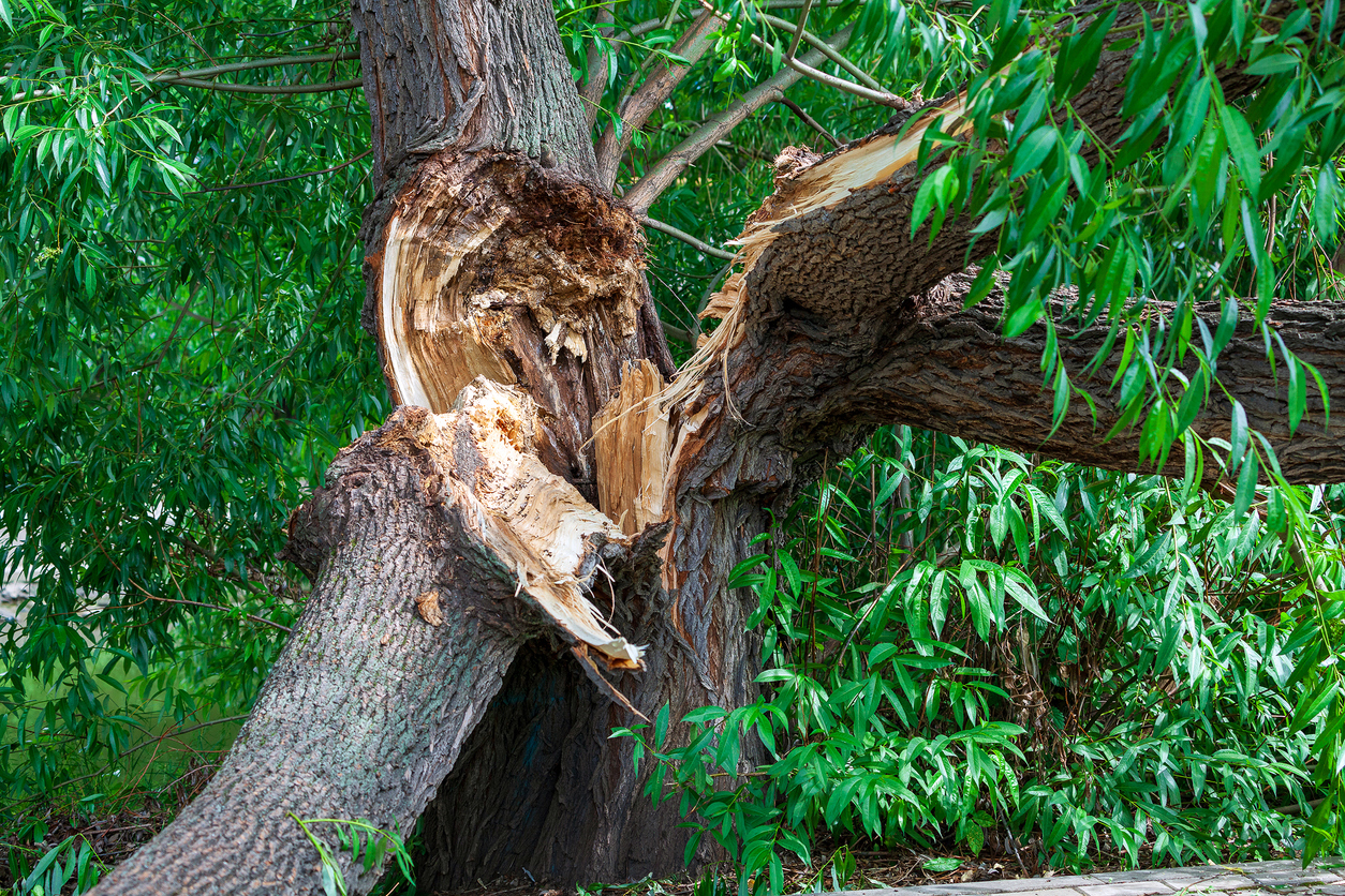 Tree Falls Reverse Large Tree Falls Near 5th and U Streets in Downtown Sacramento ...