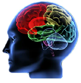 Brain Trauma and Head Injuries